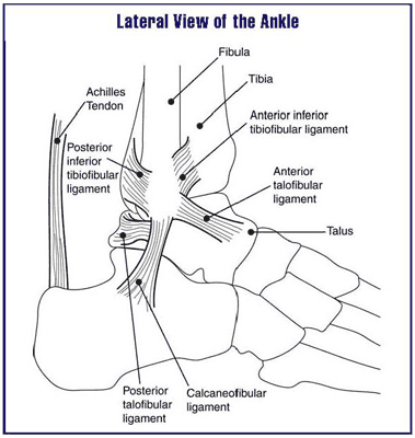 File:Ankle.PNG
