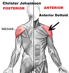 anterior deltoid