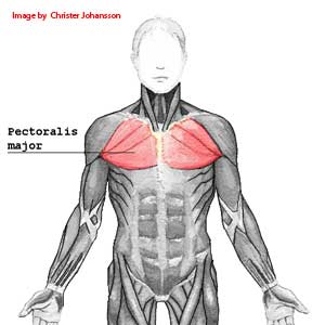 chest pectoralis