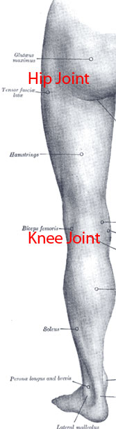 hamstring