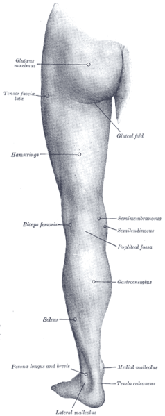 hamstring