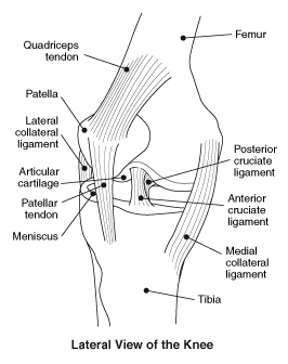 lateral knee