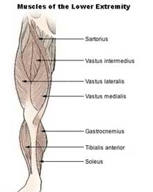 calf muscles