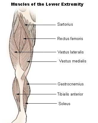 quad muscle